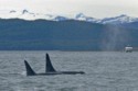 Two different orcas